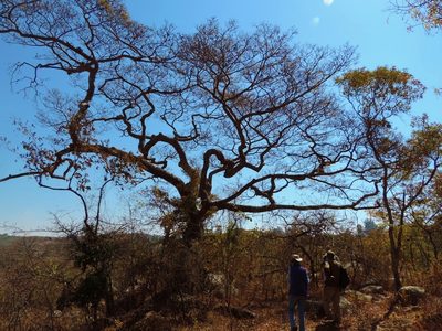 Brachystegia tamarindoides, photographed by i_c_riddell