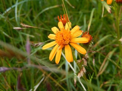 Jacobaea abrotanifolia, photographed by Luca Fornasari