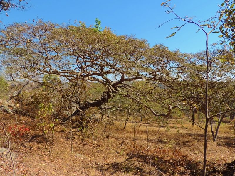 Brachystegia tamarindoides, photographed by i_c_riddell