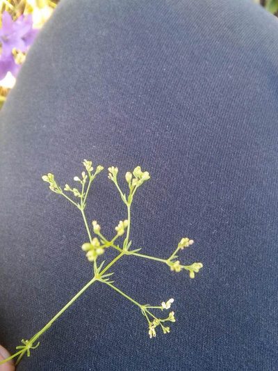 Galium octonarium, photographed by Valerii Darmostuk