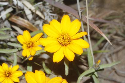 Zinnia angustifolia, photographed by Juan Cruzado Cortés