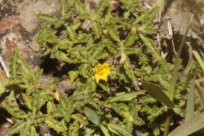 Zinnia angustifolia, photographed by Juan Cruzado Cortés