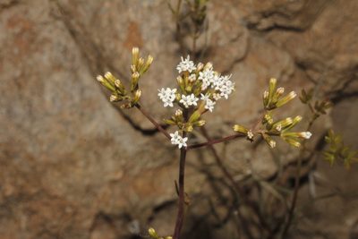 Stevia salicifolia, photographed by Juan Cruzado Cortés