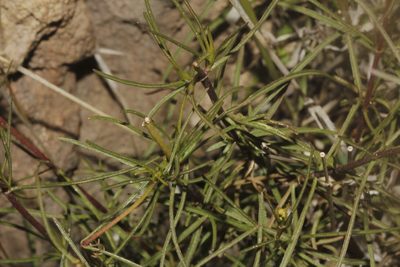 Stevia salicifolia, photographed by Juan Cruzado Cortés