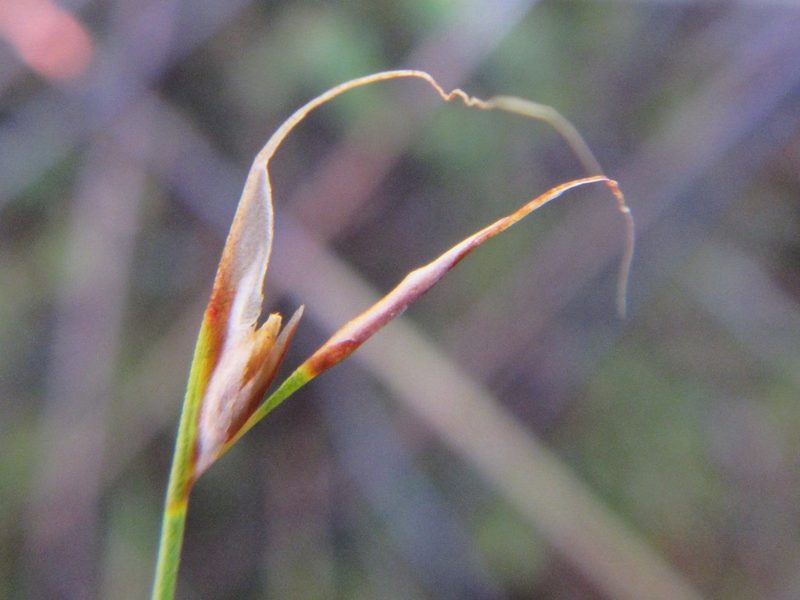 Anthochortus laxiflorus, photographed by douglaseustonbrown