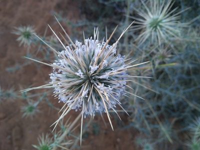 Echinops echinatus, photographed by Mittal Gala