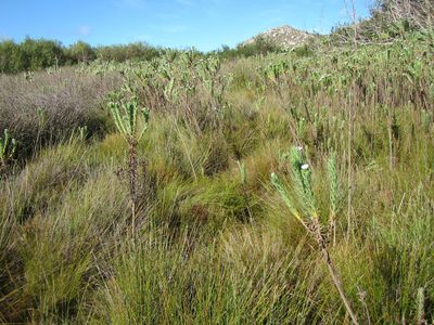 Anthochortus laxiflorus, photographed by douglaseustonbrown