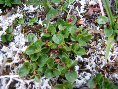 Salix rotundifolia, photographed by Matt Bowser