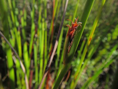 Chrysitrix capensis, photographed by douglaseustonbrown