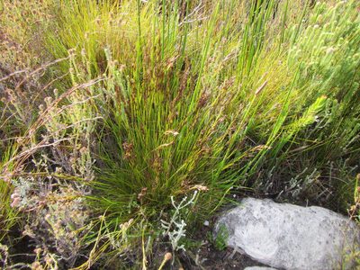 Tetraria fasciata, photographed by douglaseustonbrown