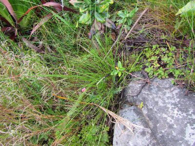 Schoenus purpurascens, photographed by douglaseustonbrown