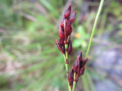 Schoenus purpurascens, photographed by douglaseustonbrown