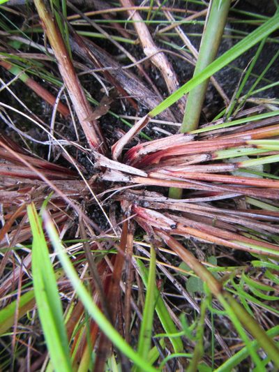Schoenus purpurascens, photographed by douglaseustonbrown