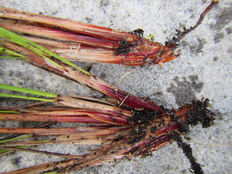 Schoenus purpurascens, photographed by douglaseustonbrown
