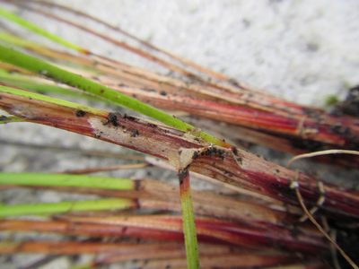 Schoenus purpurascens, photographed by douglaseustonbrown