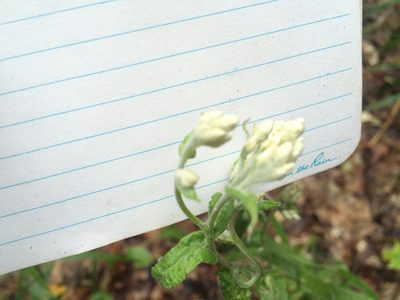 Pseudognaphalium macounii, photographed by Derek