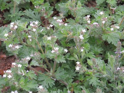Verbena quadrangulata, photographed by johnyochum