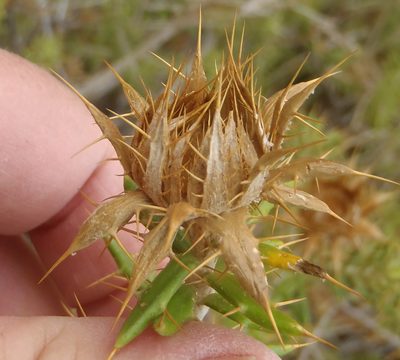 Berkheya angustifolia, photographed by Nicola van Berkel
