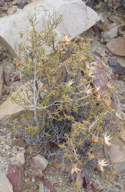 Macledium relhanioides, photographed by Nicola van Berkel