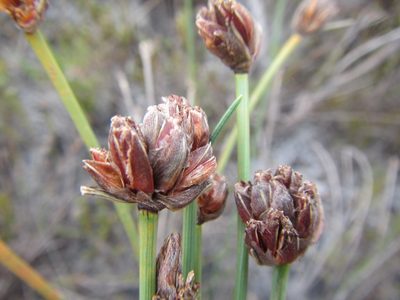 Ficinia pinguior, photographed by douglaseustonbrown
