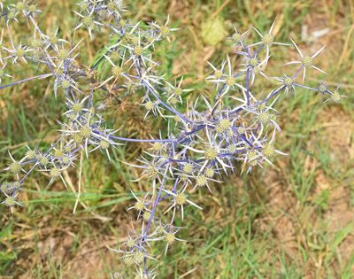Eryngium creticum, photographed by Kostas Zontanos