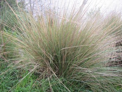 Capeochloa cincta, photographed by douglaseustonbrown