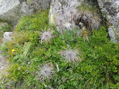 Pulsatilla scherfelii, photographed by Jens-Christian Svenning