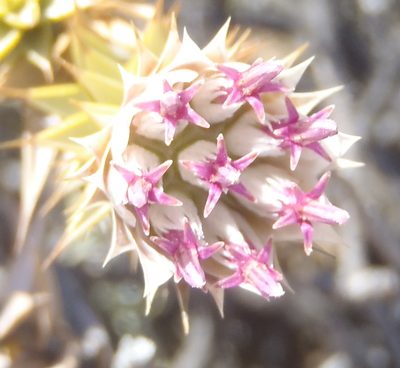 Macledium relhanioides, photographed by Nicola van Berkel