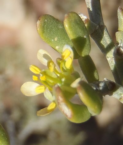 Zygophyllum microcarpum, photographed by Nicola van Berkel