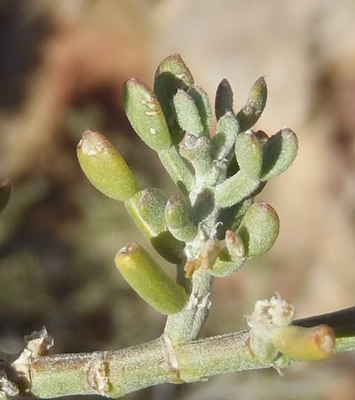 Zygophyllum microcarpum, photographed by Nicola van Berkel