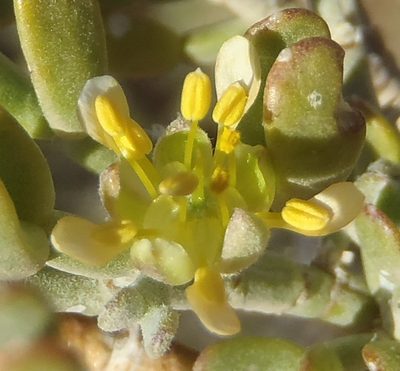 Zygophyllum microcarpum, photographed by Nicola van Berkel