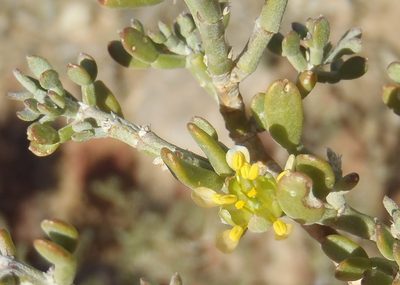 Zygophyllum microcarpum, photographed by Nicola van Berkel
