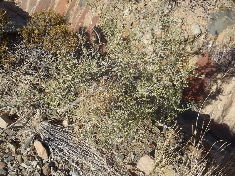 Zygophyllum microcarpum, photographed by Nicola van Berkel