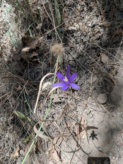 Brodiaea leptandra, photographed by Bruce Hartman