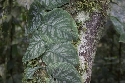 Monstera dubia, photographed by Diego Blanco