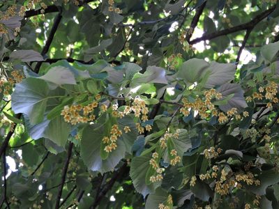 Tilia tomentosa, photographed by Susan Marley