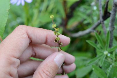 Pectiantia pentandra, photographed by Alison Northup