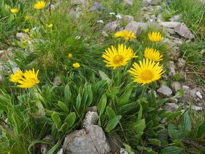 Doronicum clusii, photographed by Jens-Christian Svenning
