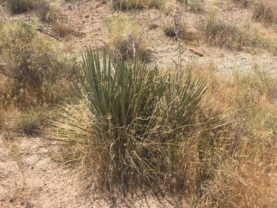 Yucca harrimaniae, photographed by Reid Hardin