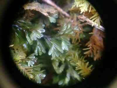 Hymenophyllum wilsonii, photographed by Rafael Medina