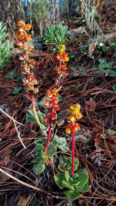 Echeveria montana, photographed by Alan Rockefeller