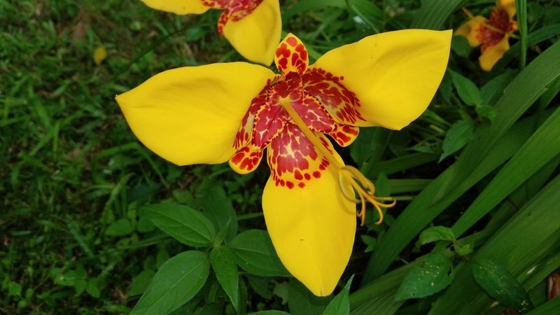 Tigridia pavonia, photographed by Alan Rockefeller