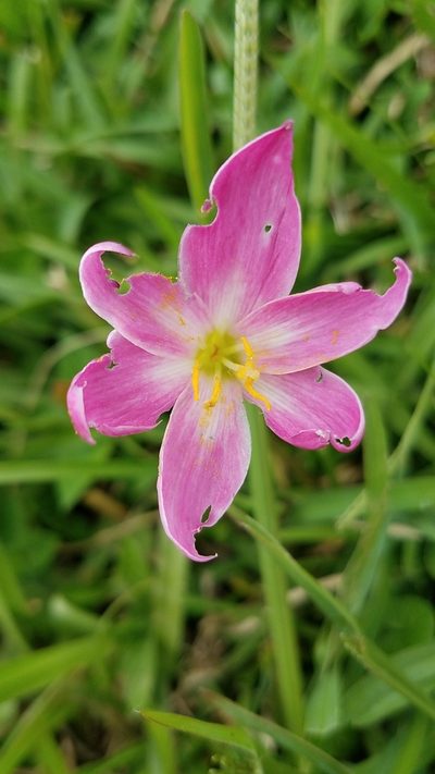 Zephyranthes miradorensis, photographed by Alan Rockefeller