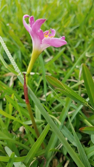 Zephyranthes miradorensis, photographed by Alan Rockefeller