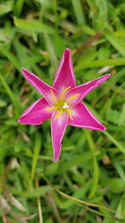 Zephyranthes miradorensis, photographed by Alan Rockefeller