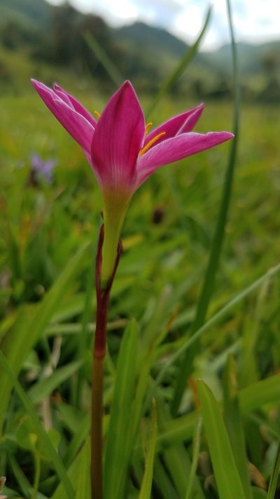 Zephyranthes miradorensis, photographed by Alan Rockefeller