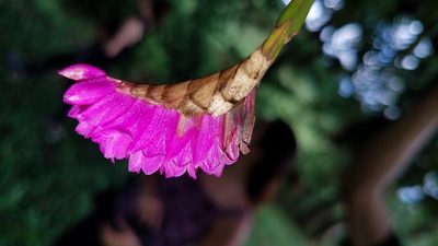 Isochilus major, photographed by Alan Rockefeller