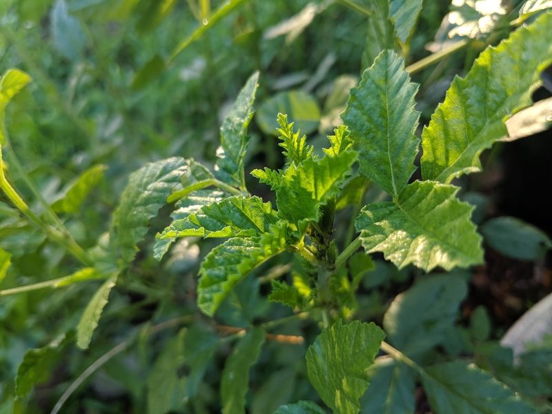 Cullen australasicum, photographed by Cobi Calyx