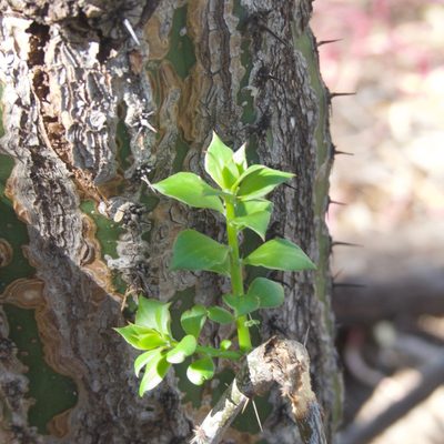 Pereskiopsis porteri, photographed by Bill Levine