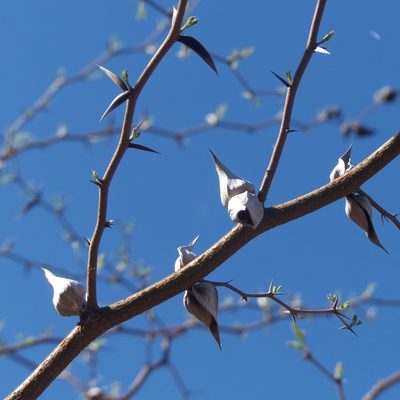 Vachellia campeachiana, photographed by Bill Levine